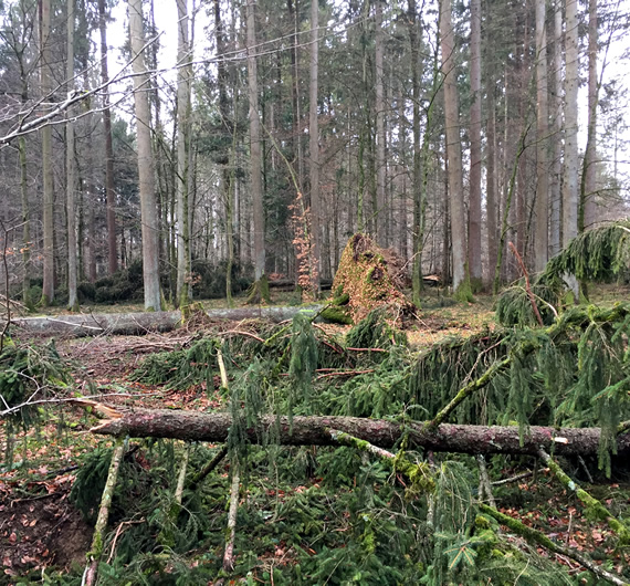 2018 Wintersturm Burglind - Schäden - Räumung